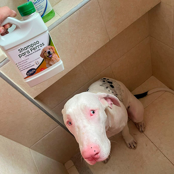 Shampo-Perros-Soapy-3