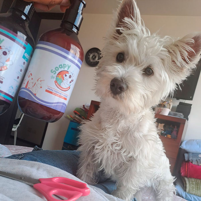 Shampo-Perros-Soapy-4